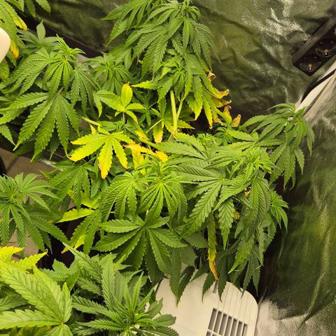 Royal Gorilla 1 growlog timeline photo