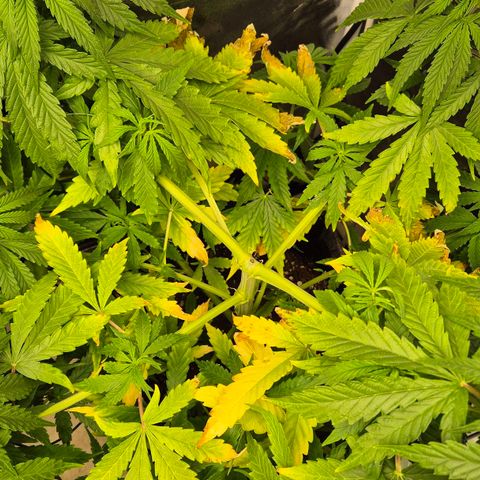 Royal Gorilla 1 growlog timeline photo