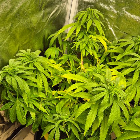 Wedding Gelato 1 growlog timeline photo
