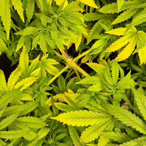 Wedding Gelato 1 growlog timeline photo