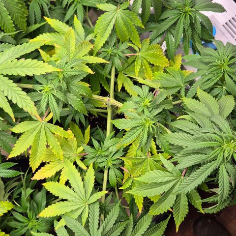 Royal Gorilla 2 growlog timeline photo