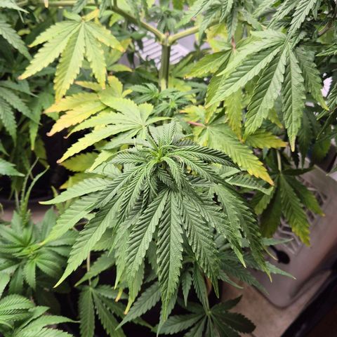 Royal Gorilla 2 growlog timeline photo