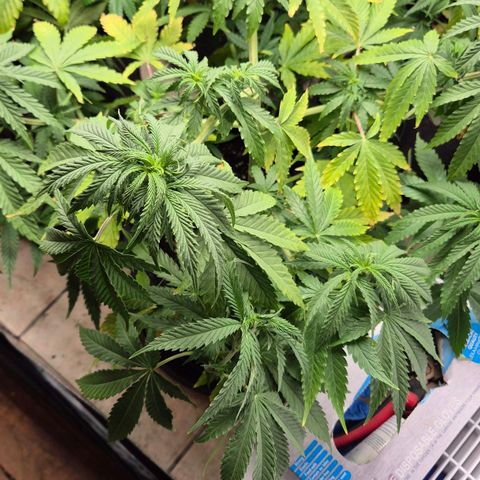 Royal Gorilla 2 growlog timeline photo