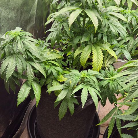 Wedding Gelato 2 growlog timeline photo