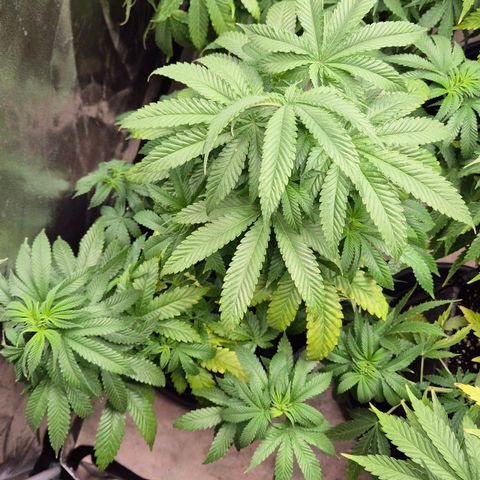 Wedding Gelato 2 growlog timeline photo