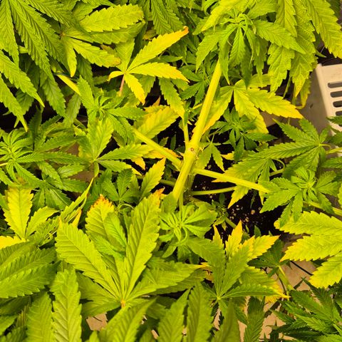 Royal Gorilla 1 growlog timeline photo