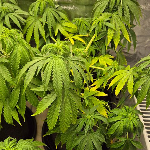 Royal Gorilla 1 growlog timeline photo