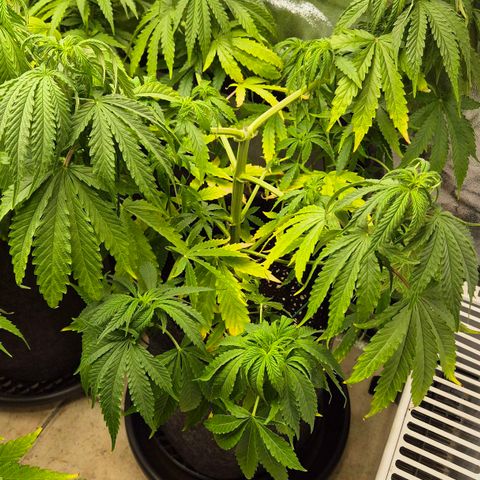 Royal Gorilla 1 growlog timeline photo