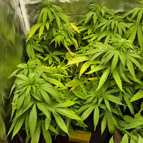 Wedding Gelato 1 growlog timeline photo