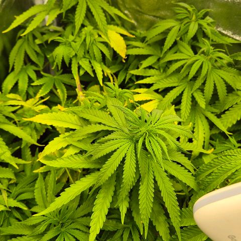 Wedding Gelato 1 growlog timeline photo
