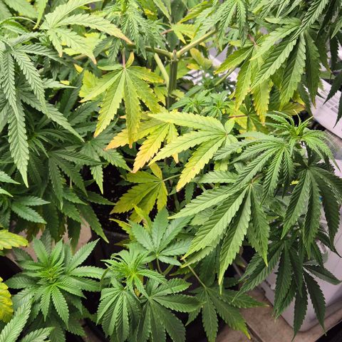 Royal Gorilla 2 growlog timeline photo