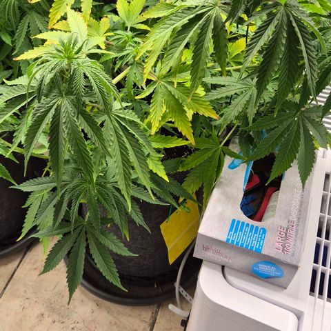 Royal Gorilla 2 growlog timeline photo