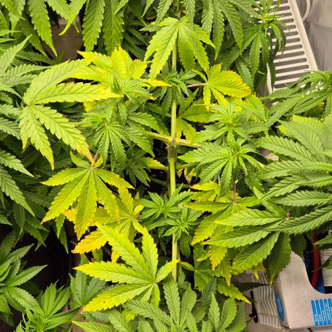 Royal Gorilla 2 growlog timeline photo