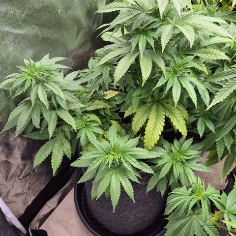 Wedding Gelato 2 growlog timeline photo