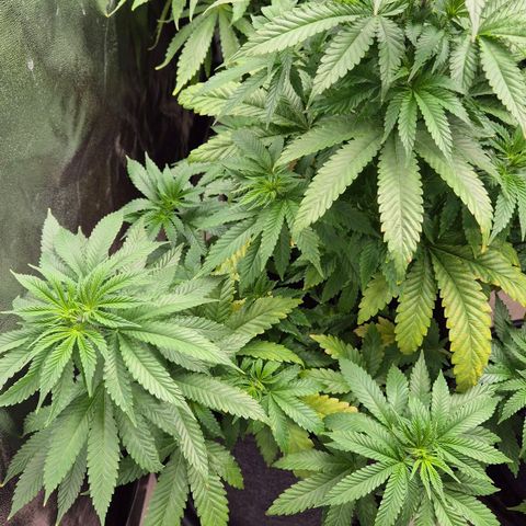 Wedding Gelato 2 growlog timeline photo