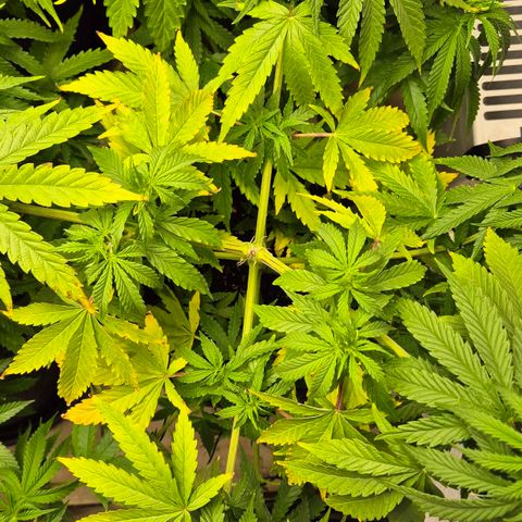 Royal Gorilla 2 growlog timeline photo