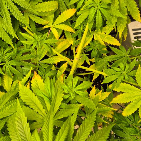 Royal Gorilla 1 growlog timeline photo
