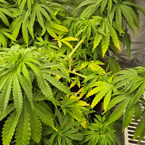 Royal Gorilla 1 growlog timeline photo