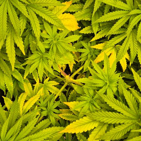 Wedding Gelato 1 growlog timeline photo