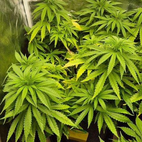 Wedding Gelato 1 growlog timeline photo