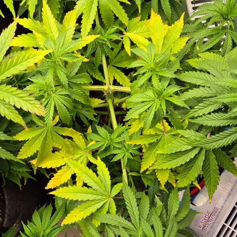 Royal Gorilla 2 growlog timeline photo