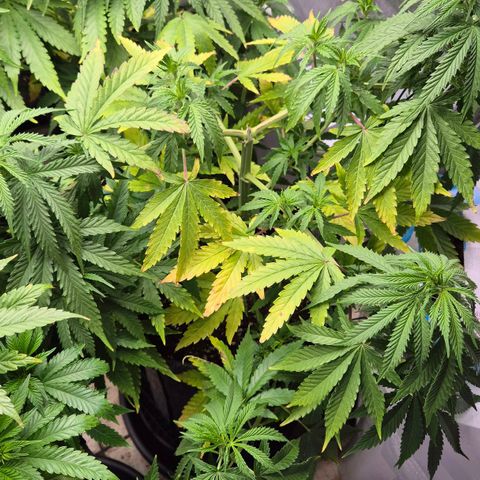 Royal Gorilla 2 growlog timeline photo