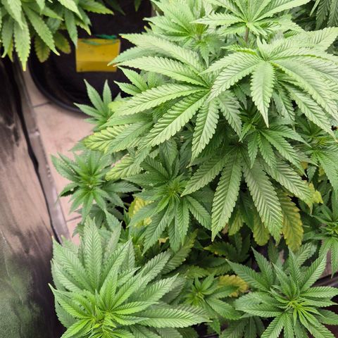 Wedding Gelato 2 growlog timeline photo