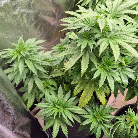 Wedding Gelato 2 growlog timeline photo
