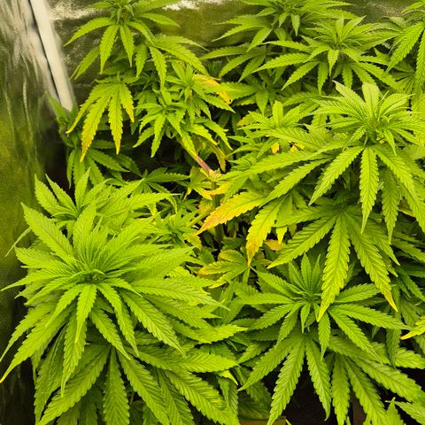 Wedding Gelato 1 growlog timeline photo