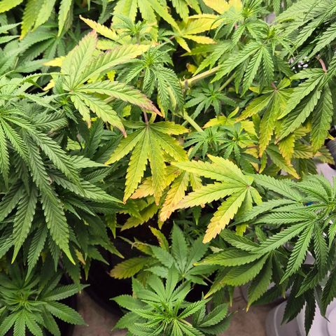 Royal Gorilla 2 growlog timeline photo