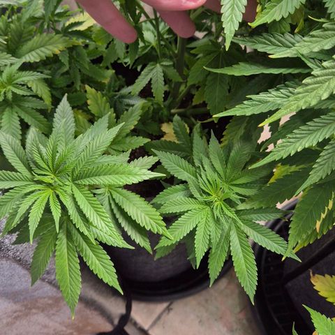 Wedding Gelato 2 growlog timeline photo