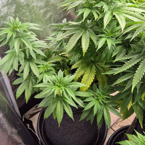Wedding Gelato 2 growlog timeline photo