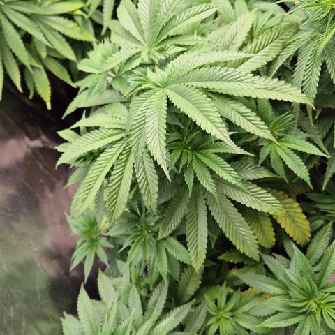 Wedding Gelato 2 growlog timeline photo