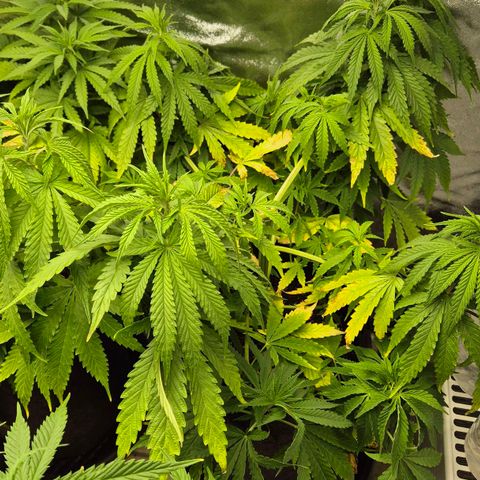 Royal Gorilla 1 growlog timeline photo