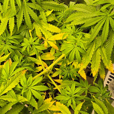 Royal Gorilla 1 growlog timeline photo