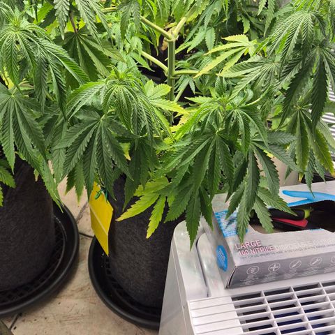 Royal Gorilla 2 growlog timeline photo