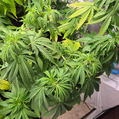 Royal Gorilla 2 growlog timeline photo