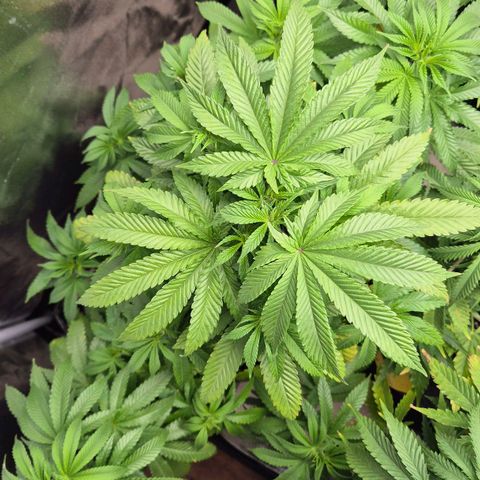 Wedding Gelato 2 growlog timeline photo