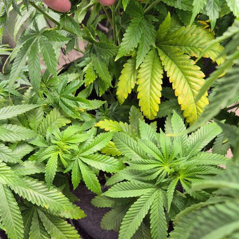 Wedding Gelato 2 growlog timeline photo
