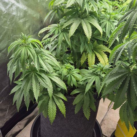 Wedding Gelato 2 growlog timeline photo