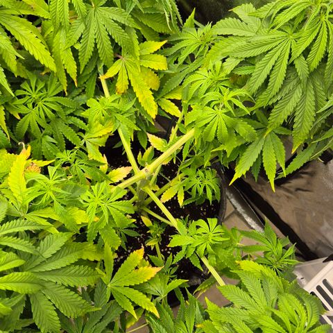 Royal Gorilla 1 growlog timeline photo