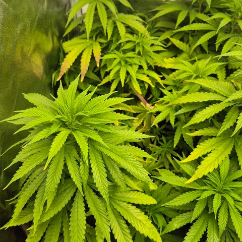 Wedding Gelato 1 growlog timeline photo