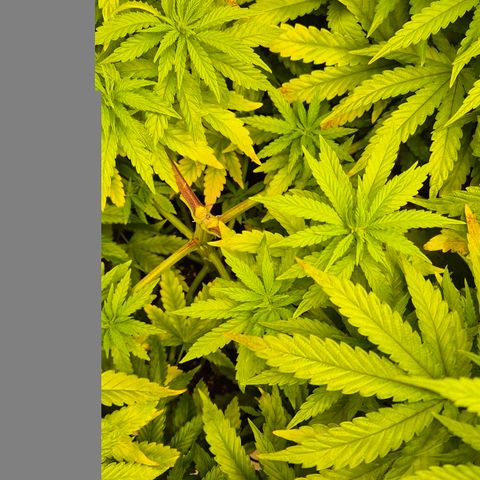Wedding Gelato 1 growlog timeline photo