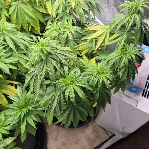 Royal Gorilla 2 growlog timeline photo