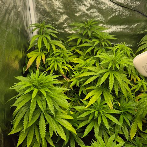 Wedding Gelato 1 growlog timeline photo
