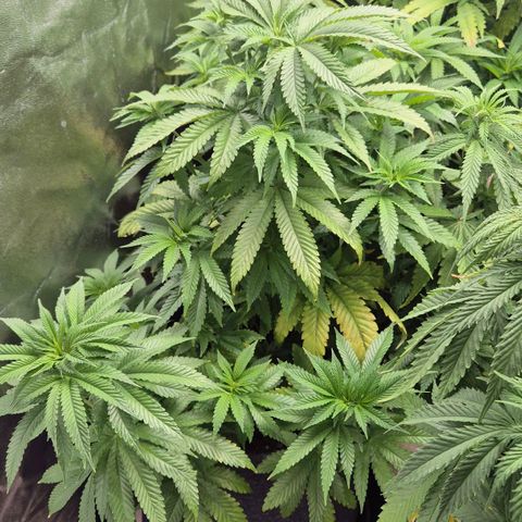 Wedding Gelato 2 growlog timeline photo