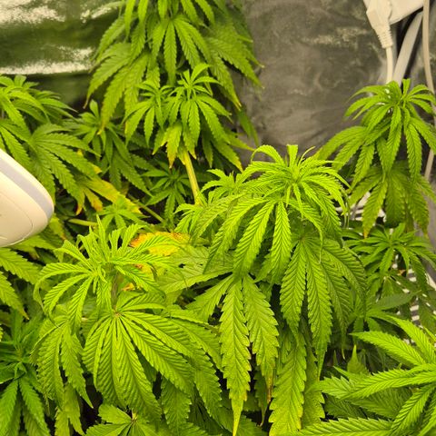 Royal Gorilla 1 growlog timeline photo
