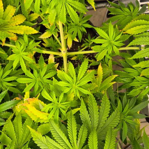 Royal Gorilla 1 growlog timeline photo