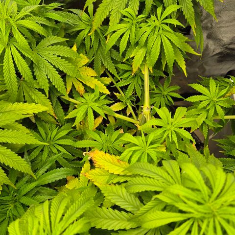 Royal Gorilla 1 growlog timeline photo