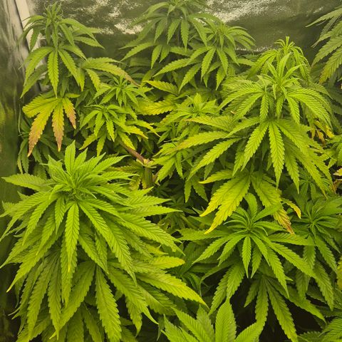 Wedding Gelato 1 growlog timeline photo